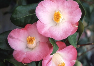 Camelia