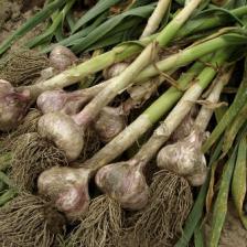 Garlic, how to grow it