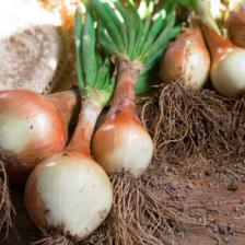 Onions all year round