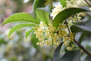 osmanthe osmanthus