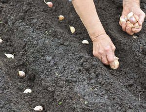 Ail : culture, plantation, conseils d'entretien et récolte