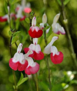 Salvia grahamii