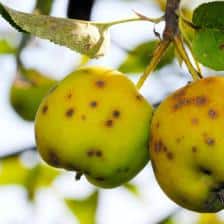 tavelure