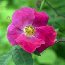 Rose gallica