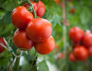 Tomate : culture, plantation, entretien, récolte - Terre Vivante