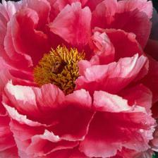 pivoine arbustive