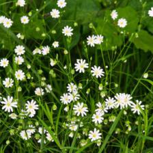 mauvaise herbe comestible