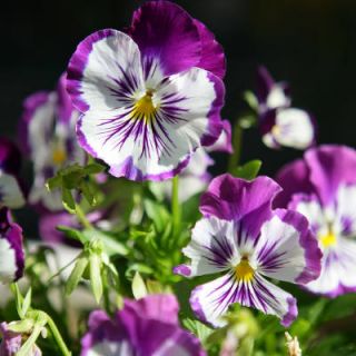semis-printemps1 - En été, semez vos fleurs printanières 
