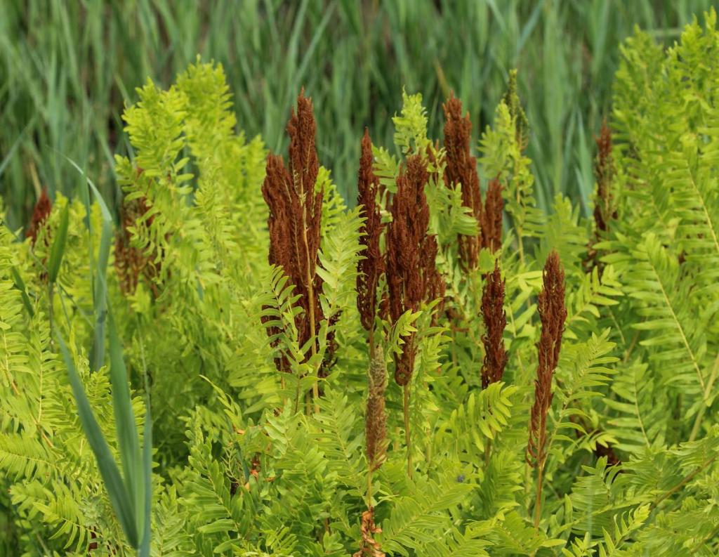 Osmunda regalis - fougere royale