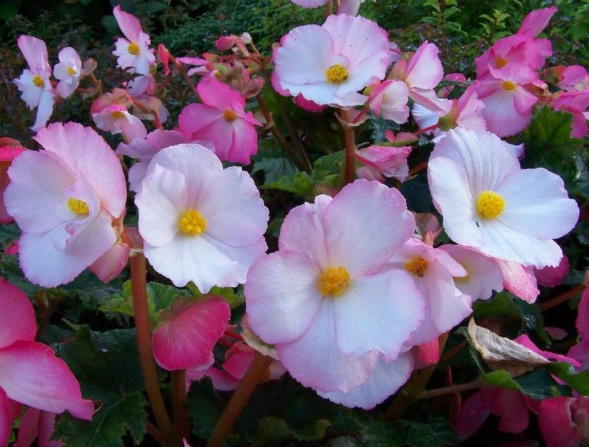 Begonia Papillon Clair De Lune Achat En Ligne www.jardiner-malin.fr