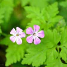 geranium robertianum