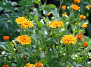 Souci - calendula officinalis