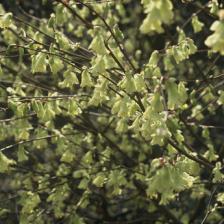 Corylopsis