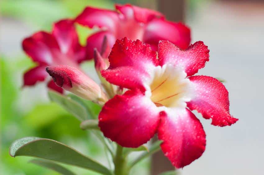 Rose du désert, Adenium obesum : culture et entretien