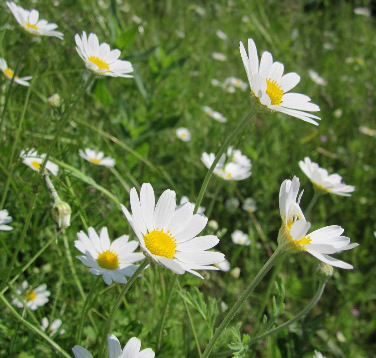 anthemis sur tige anthemis sur tige