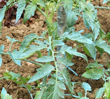 Bouillie bordelaise : utilisation au jardin et au potager