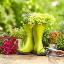 calendrier potager