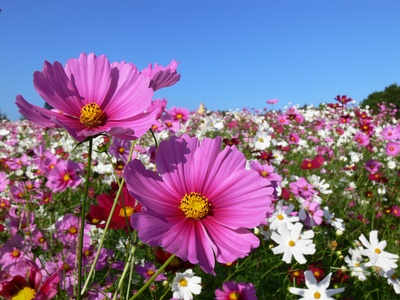 Cosmos : semis et entretien pour une belle floraison