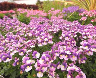 nemesia - Némésia : une floraison vive et généreuse