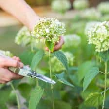 taille hortensia