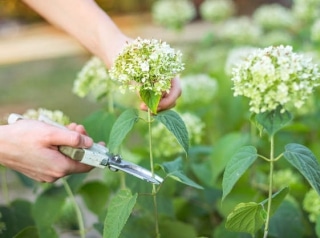 taille hortensia