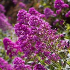 buddleia