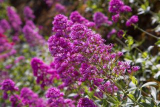 buddleia