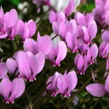 cyclamen de naples