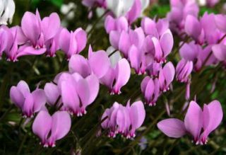 cyclamen de naples