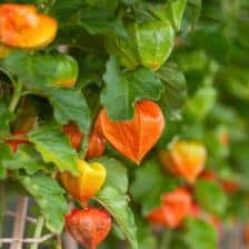physalis