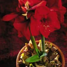 Amaryllis plantation