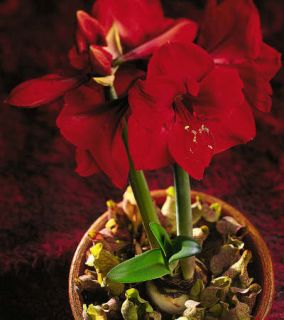 Amaryllis plantation