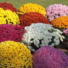 Chrysanthemes toussaint