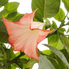 datura