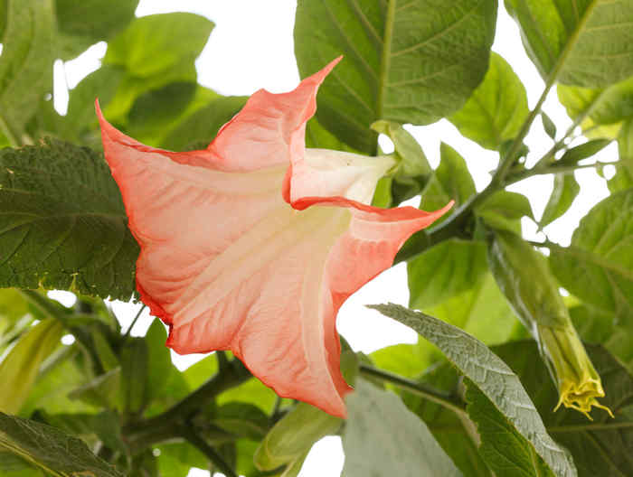 datura