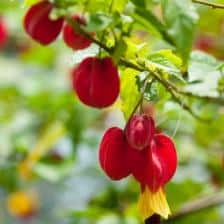 abutilon