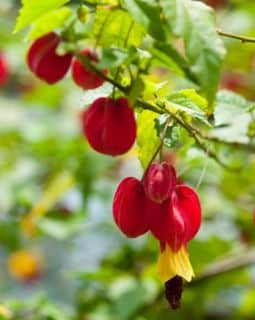 abutilon en pot