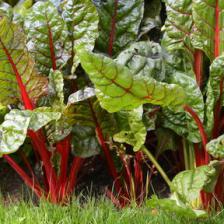 Silverbeet health benefits and therapeutic value