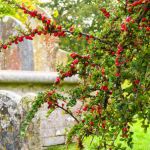 cotoneaster