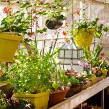 jardin hiver plantes protection
