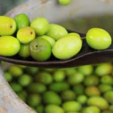 olive picholine