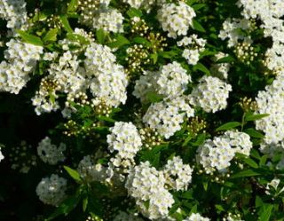 spiree spirea