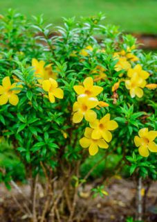 allamanda