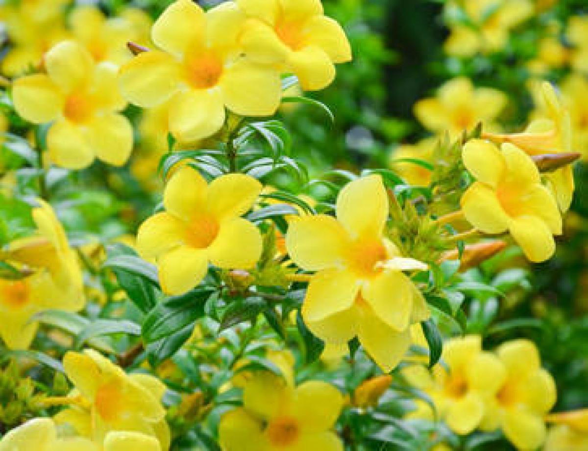 Plante alamanda pivoine etc Plante alamanda pivoine etc