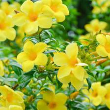 allamanda cathartica