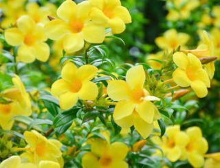 allamanda en pot