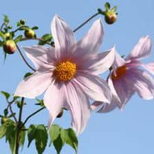 dahlia imperialis