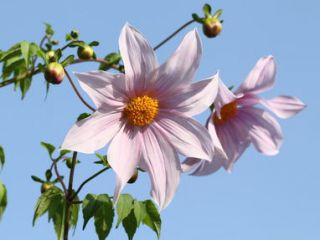 dahlia imperialis plantation