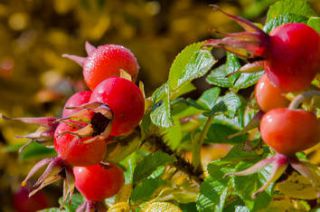 Eglantier boule rouge