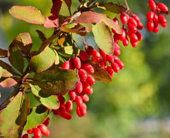 Epine-vinette : plantation, taille et conseils d'entretien